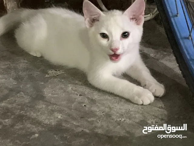 Cats