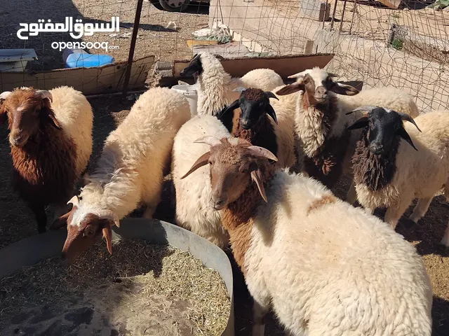 بسم الله 8 خرفان للبيع أعمارهم حوالي ستة شهور السعر ال 1450دينار الخروف الواحد الزاوية جودايم