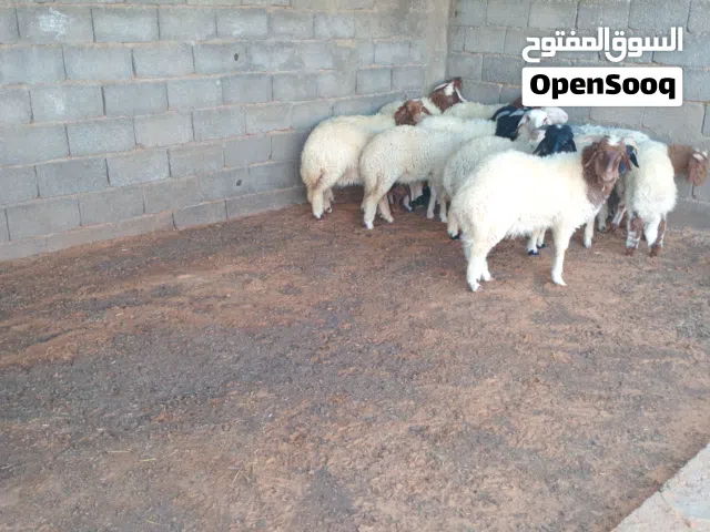 خرفان برقاويه مشاءالله 10حوله ادكور و4 حوليات