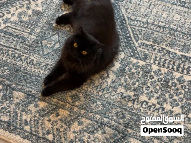 cat for adoption