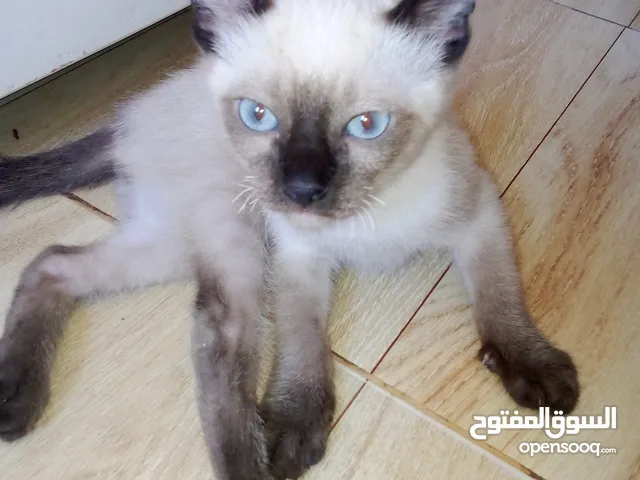 قطط سيامي بسعر معقول