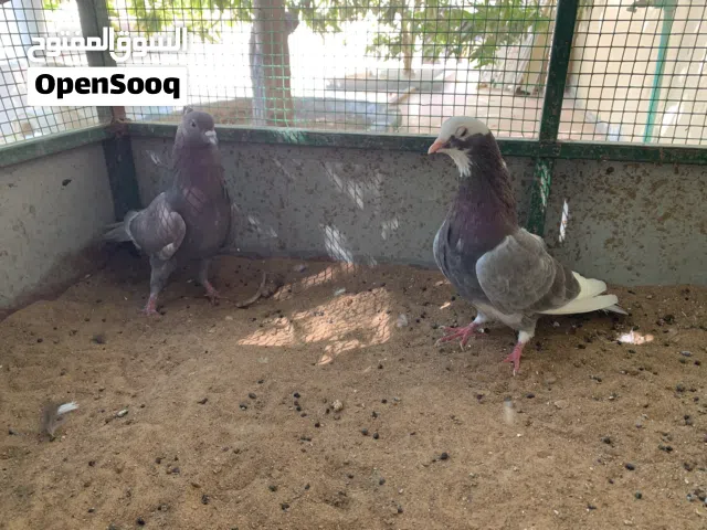 حمام للبيع ( حب الرمان سلفر ) حب الرمان ابيض