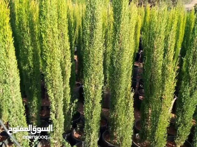 جميع انواع الاشجار الزينه والمثمره بأفضل الاسعار