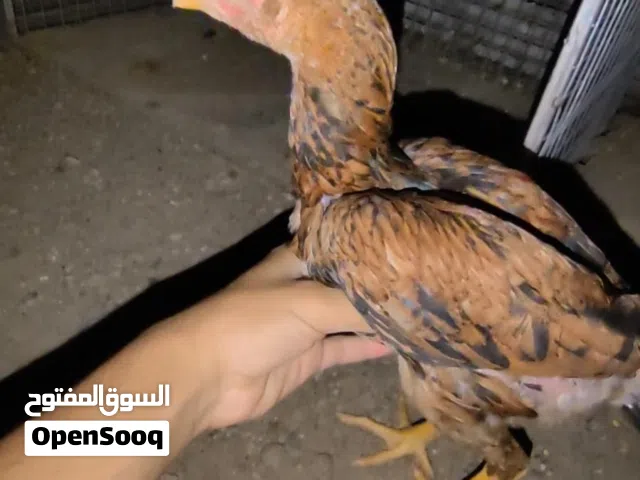 دجاج باكستاني