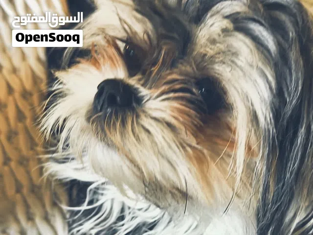 ذكر منتج رقم1  حجم صغير جداً الشكل جميل جداً