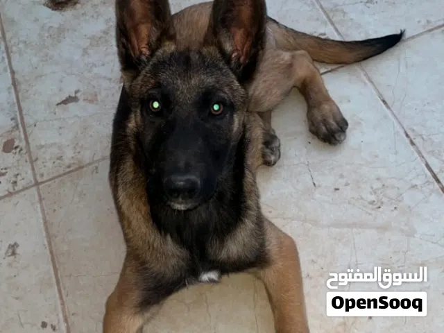 أنثى مالينوا كلاسيكي حاجه ربي يبارك