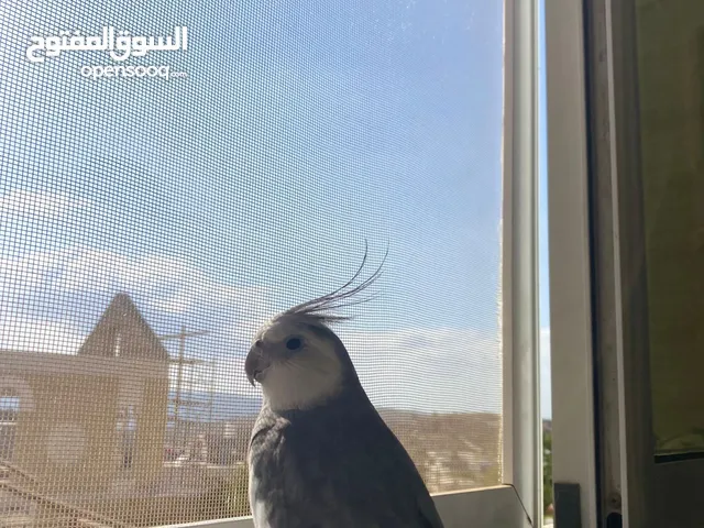 ببغاء كوكتيل وايت فيس للبيع