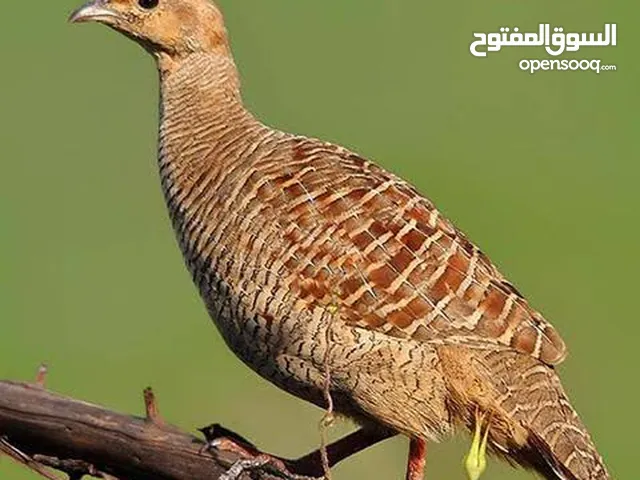 مطلوب صفارد باكستانية