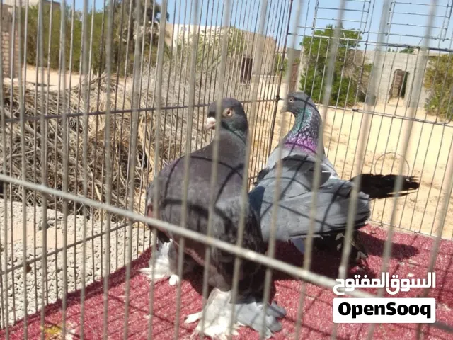 قوبيه روسي هزاز