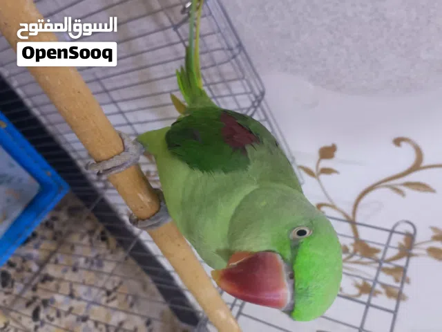 نثيه ببغاء نيبالي للبيع اليفه تابع التفاصيل