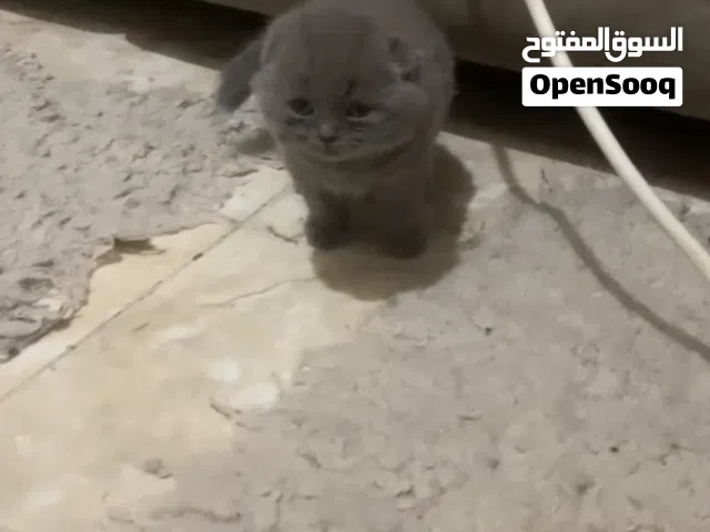 Scottish fold male and female