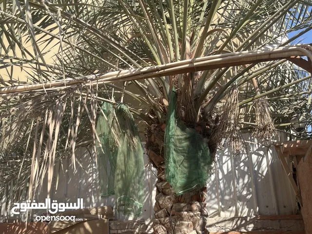 للبيع نخلة خلاصة حبة كبيرة