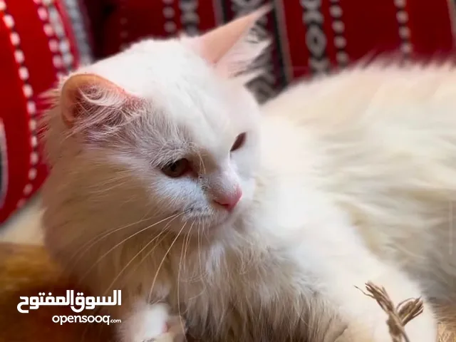 بيع قطه مكس شيرازي وتركي
