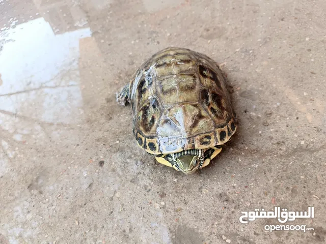 سلاحفات زينه