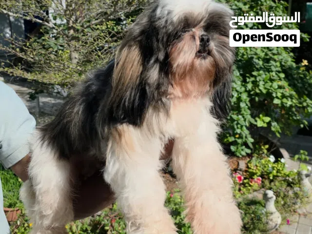 Shihtzu Female