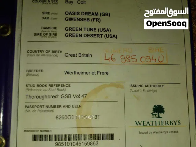 2 فحول مصدره  ومسجل ب الهيئه الليبيه  للبيع