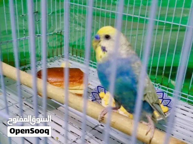 للبيع فروخ بادجي مع الأم والاب