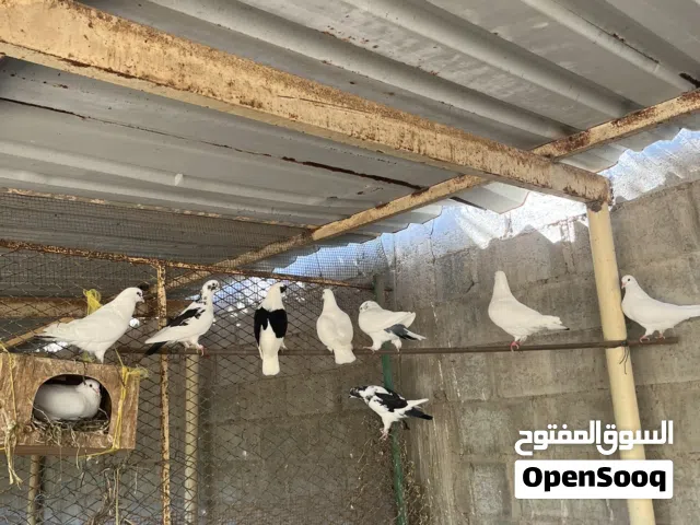 للبيع 23 حمامة النوع بطريق على لاحم حالتهم ممتازة