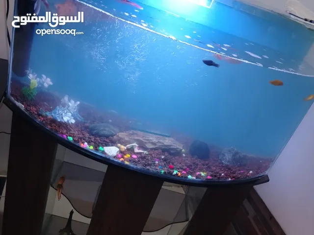 حوض سمك كبير مع كامل معدات ويوجد اسماك كبير وصغير