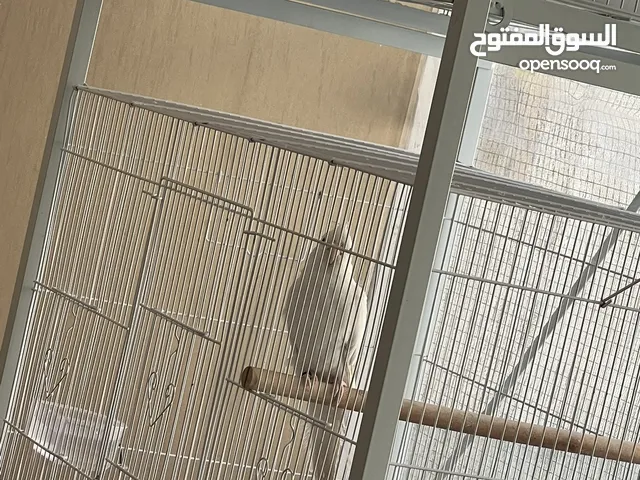 Cocktail albino love birds orange