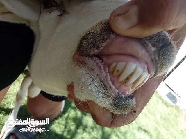 نعجه وخروفها