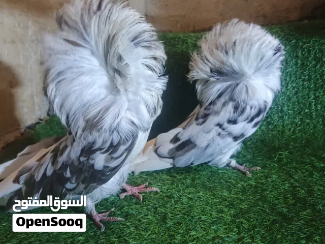 حمام فوطة اصلي درجة اولى