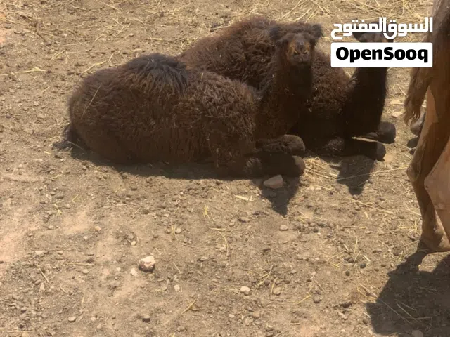 ابل عددها 11
