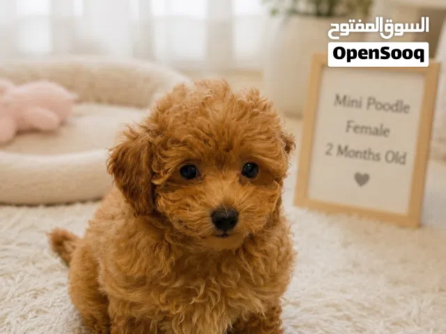 كلب انثى نوعه بودل
