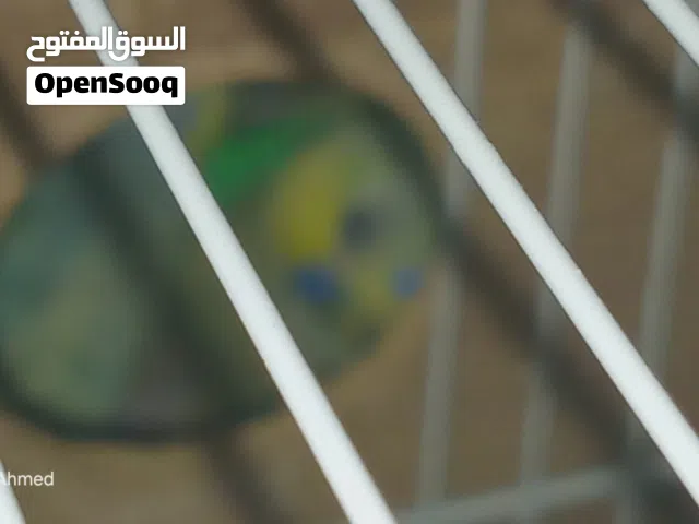كوبيا بقلينو يلو فيس حاملة لجينات رينبو دحت 3 مرات ماشاءالله ومزال دحي اكتر عمرة قاعد ودكر