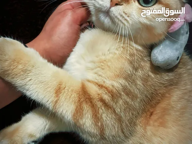 ذكر سكوتش فولد للتزوج فقط Scottish fold