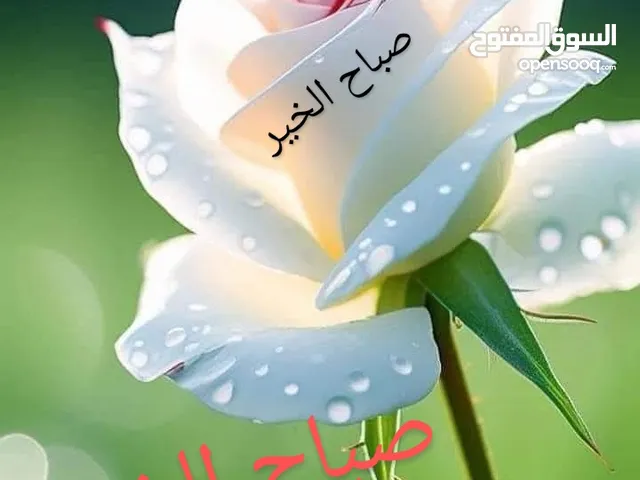 ماكينات سلش
