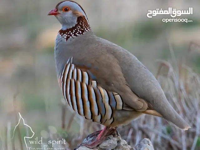حجل البيع الي عنده اني شري بس اهم شي ايضبح