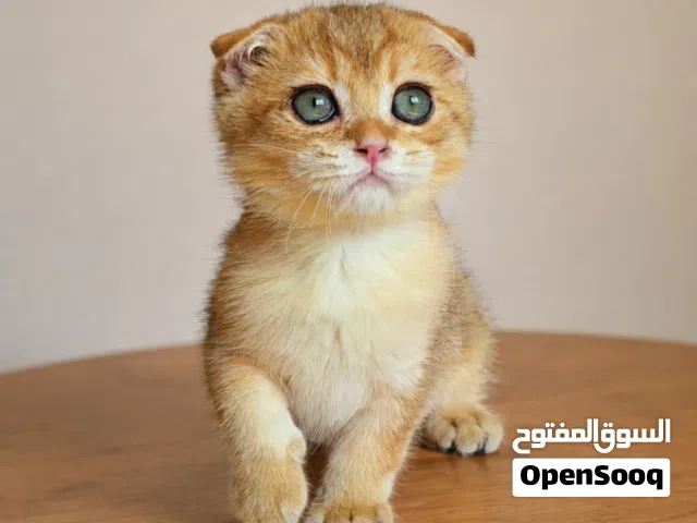 Scottish Fold(Male)