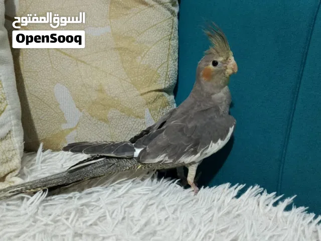 كوكتيل صحه ونظافه صلاة النبي