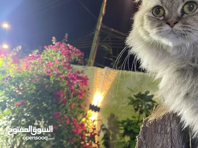 قطة بيرشن للبيع