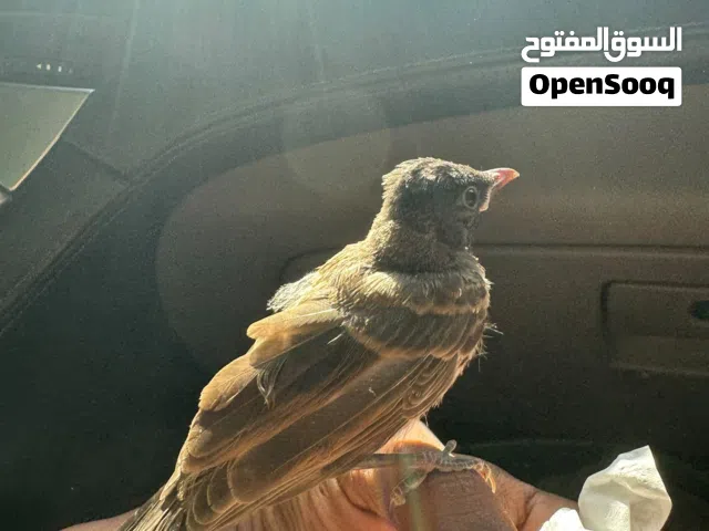 للبيع بلابل كشميري