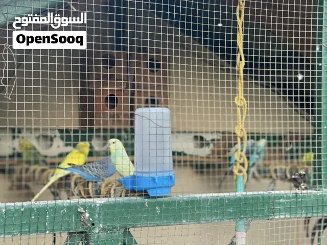 عصافير بقلينو مخلط للبيع 20 طرف