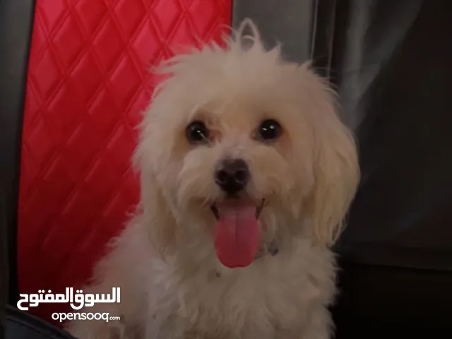 باغله 90قابل للتفاوض شوف لوصف
