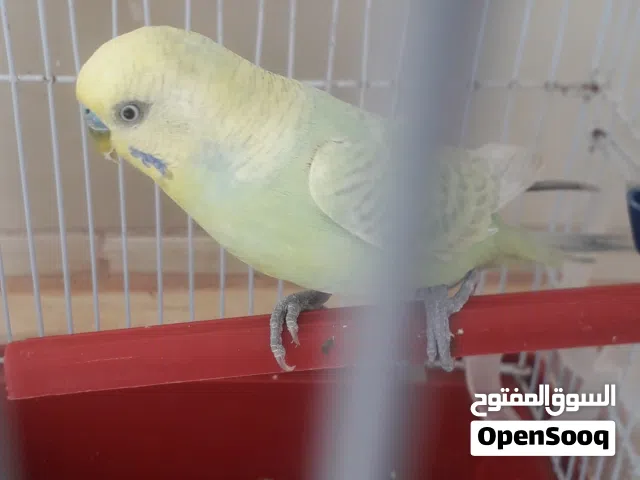 ذكر رينبو للبيع