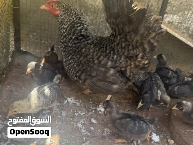 جاجاتين مع صيصانهم