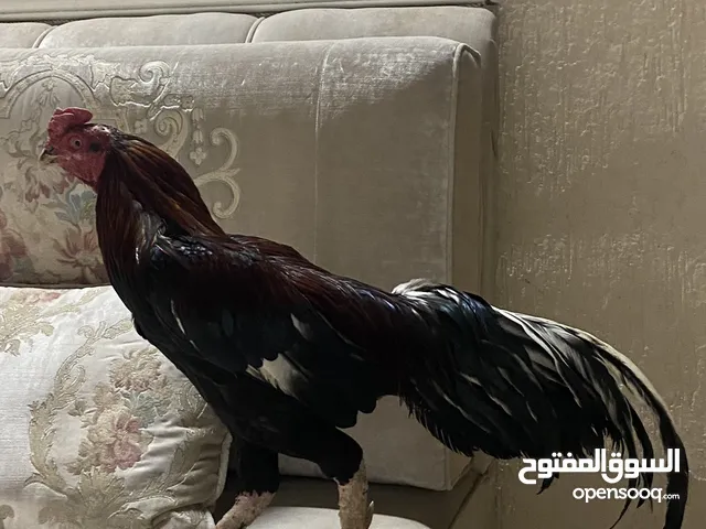 ديك بكستاني أصلي للبيع