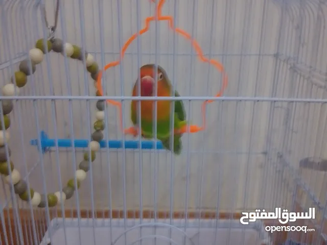 السلام عليكم السعر 500