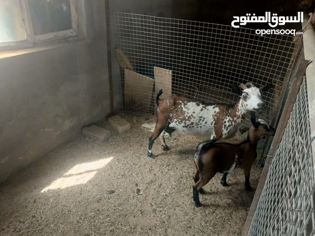 ماعز قطري مطفل