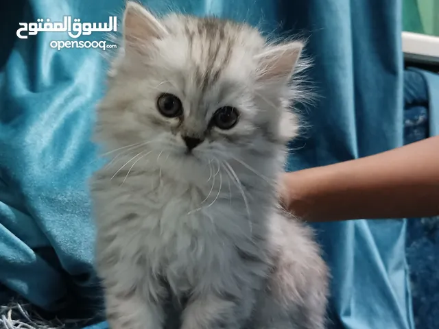 قطه شيرازي بعمر 2شهرين ونص