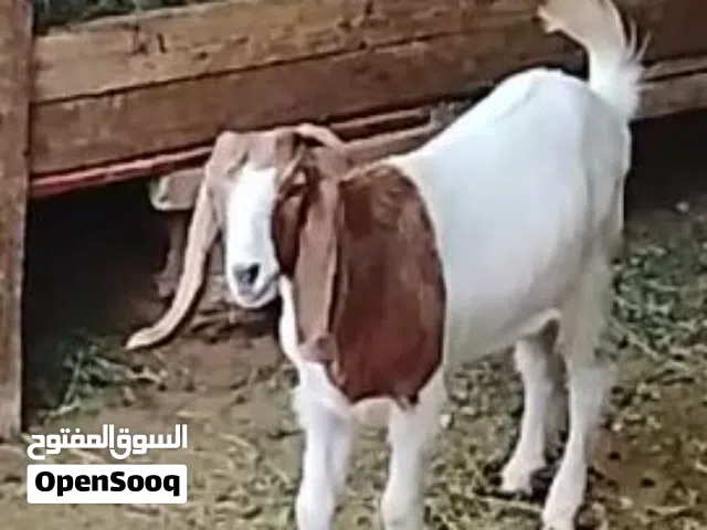عناق اوجدي للبيع