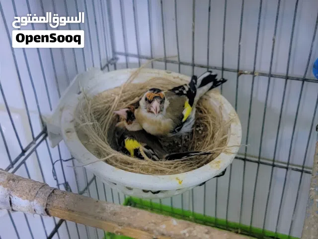 جوز حسون منتج الطيرة فل  ع وجه بيض بسعر مناسب