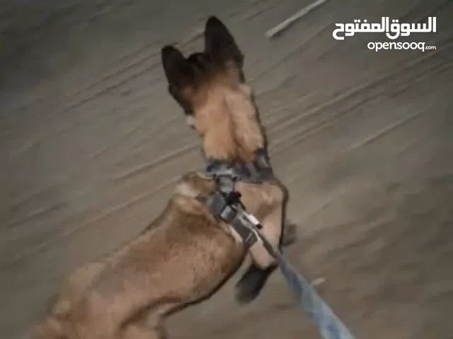 كلب ماليون نثيه