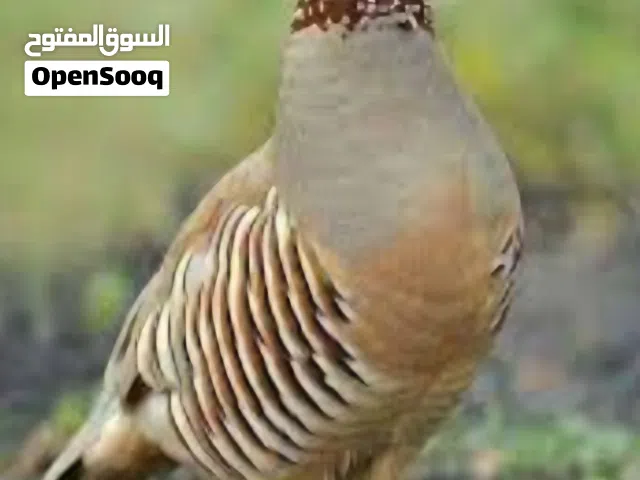 مطلوب حجل بربري