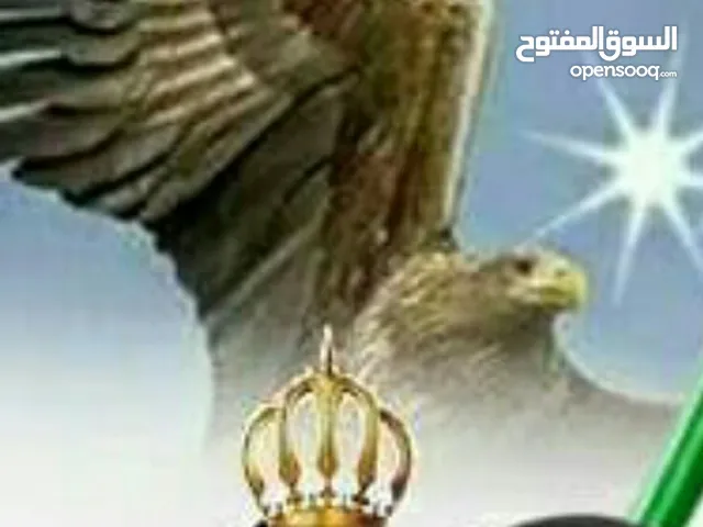 راتب المجالي المجالي