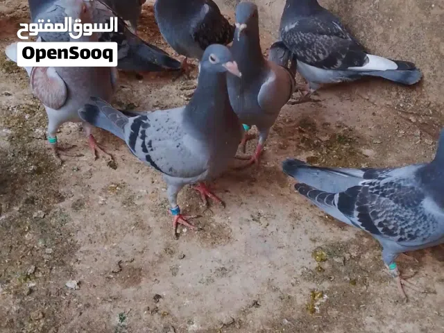 حمام زواجل افراخ بعدهن ماطايرات ينوصن بيهن سعوديات وبيهن عراقيات